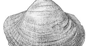 Variety of Life Limopsoidea