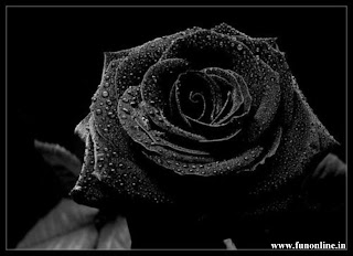 black rose wallpaper