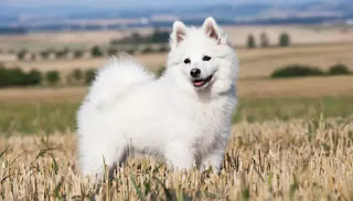 Top 10 cheapest dog breeds in India