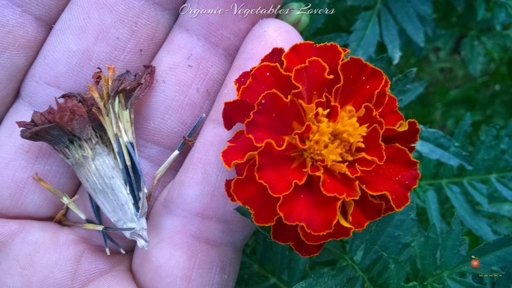 When marigold flower head begins to die off and is mostly dry and brown, grasp the flower head "the petals only", and carefully pull the flower petals from the flower.