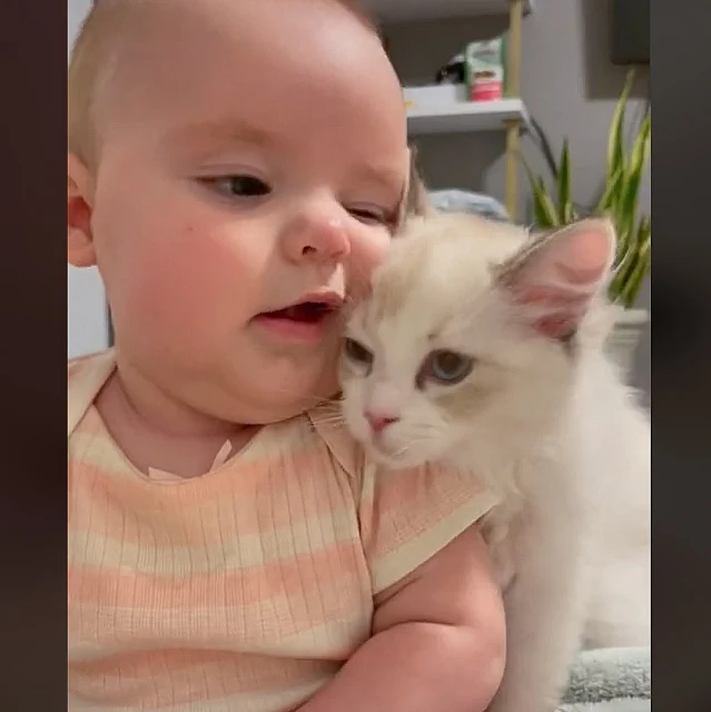 Beautiful baby loves a cuddle from a beautiful Ragdoll kitten