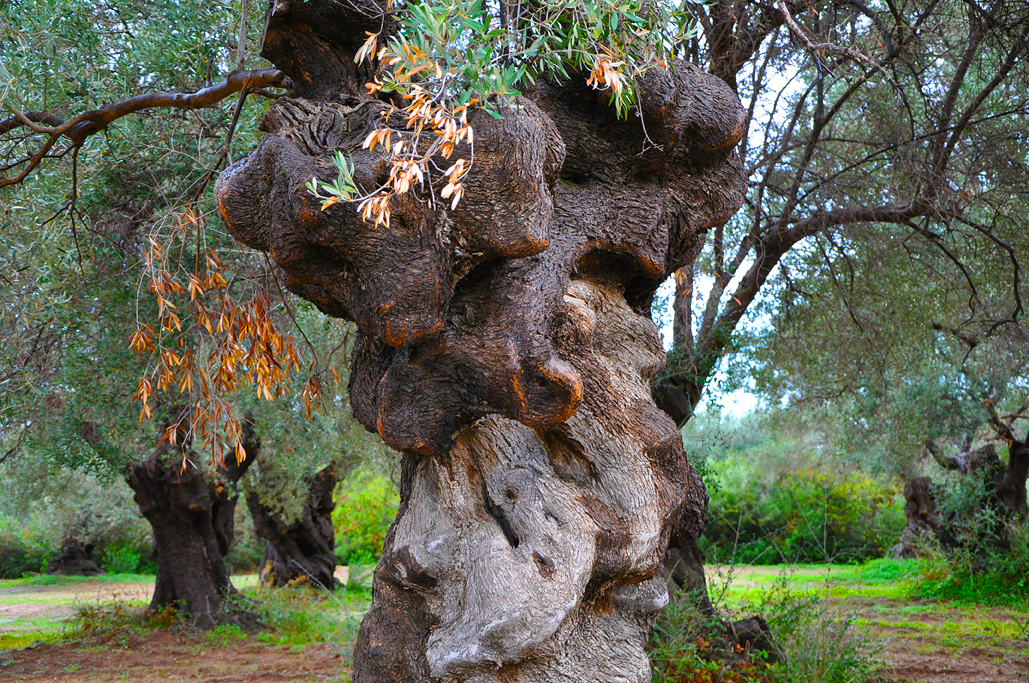 An Ancient Olive Orchard in Old Calabria On the Wine Trail in Italy