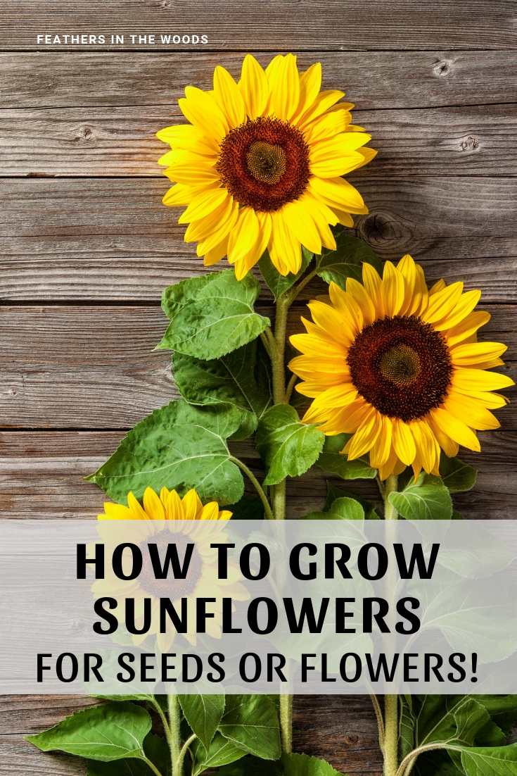 How to grow Sunflowers   Feathers in the woods
