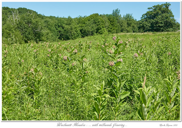 Wachusett Meadow: ... with milkweeds flowering...