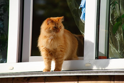 alt="gato saliendo por la ventana"