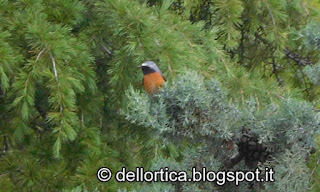 Escursioni birdwatching riconoscimento piante spontanee erbe officinali erbe aromatiche lavanda ibridi di  lavanda rose antiche rose inglesi pergolato di rose confetture oleoliti sali aromatizzati ghirlande