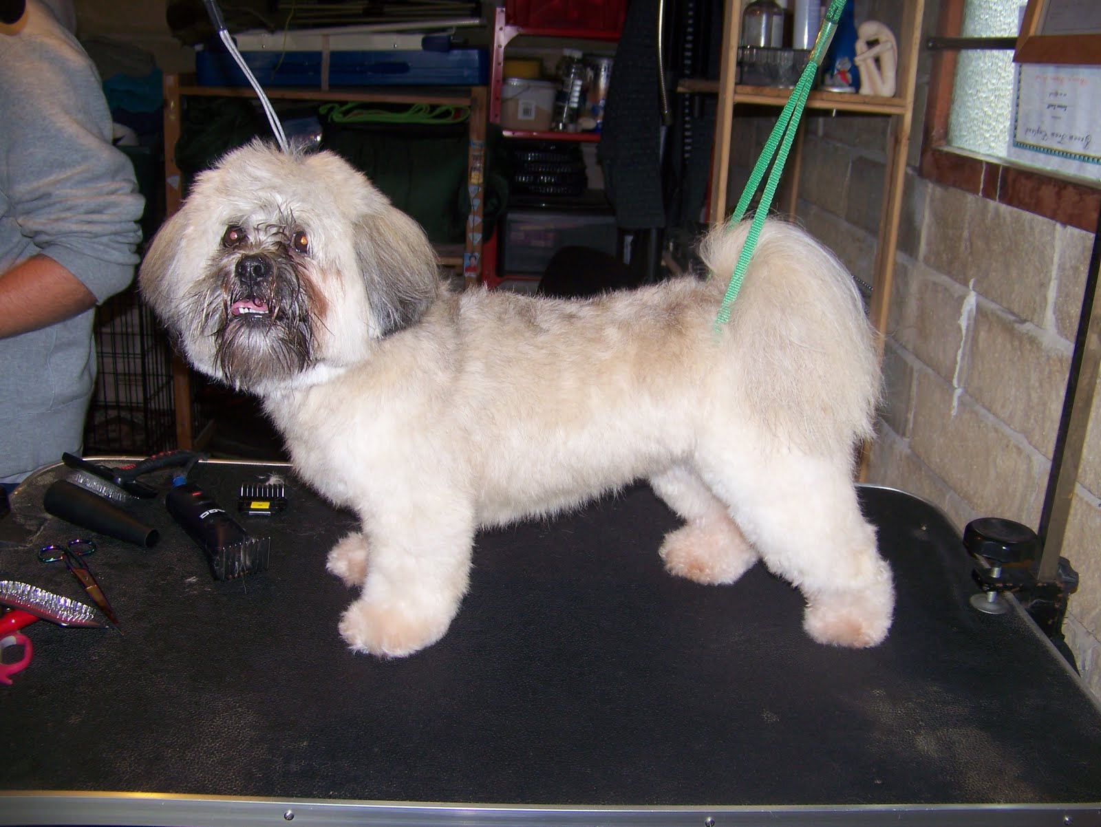 Blissful Dog Grooming Dougal Lhasa Apso