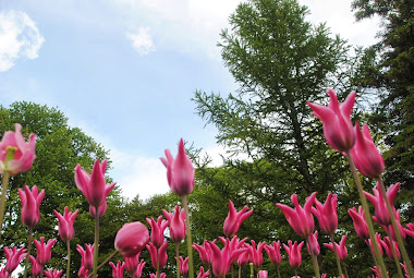 Tulipas no Jardim Botânico