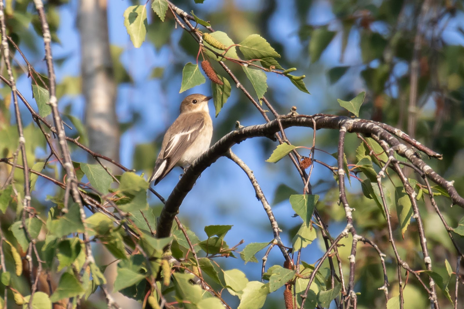Oxon Birding Blog: Southfield Golf Course Oxford Oxon Birding Blog: Southfield Golf Course Oxford