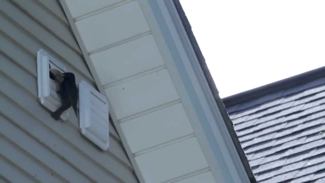 Bird In Everything Birds In Exhaust Vent