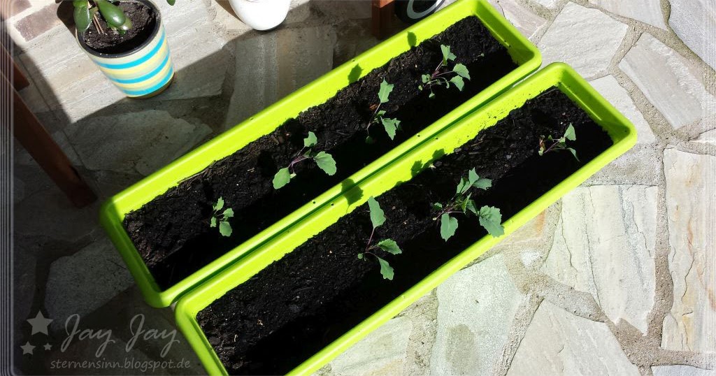 Sternensinn Garten Und Mehr Gemuse Und Blumen