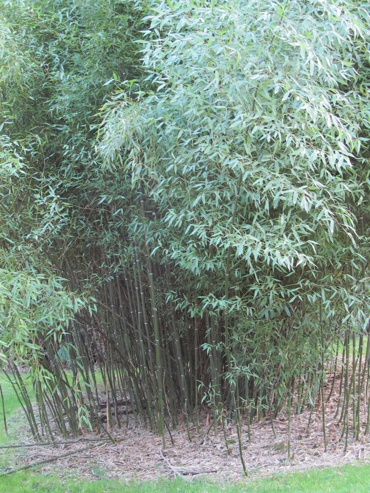 Weeding on the Wild Side Phyllostachys nuda, Favorite Plant Pick of