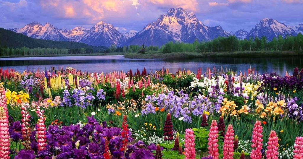 Most Beautiful Flower On Earth Real Beauty Of Nature