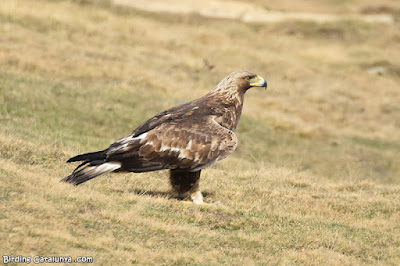 Àguila daurada (Aquila chrysaetos)