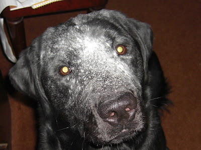 Up close picture of Al's face - with flour ALL over it! He looks like a older dog, with grey hair