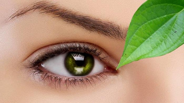 Buang Jauh-jauh Kacamata, Hanya Dengan Daun ini Mata Minus Bisa Sembuh Total Buang Jauh-jauh Kacamata, Hanya Dengan Daun ini Mata Minus Bisa Sembuh Total