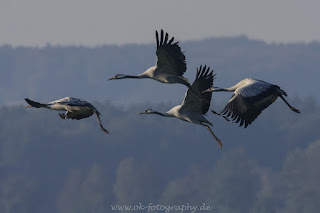 Naturfotografie Kraniche grus grus Diepholzer Moorniederung