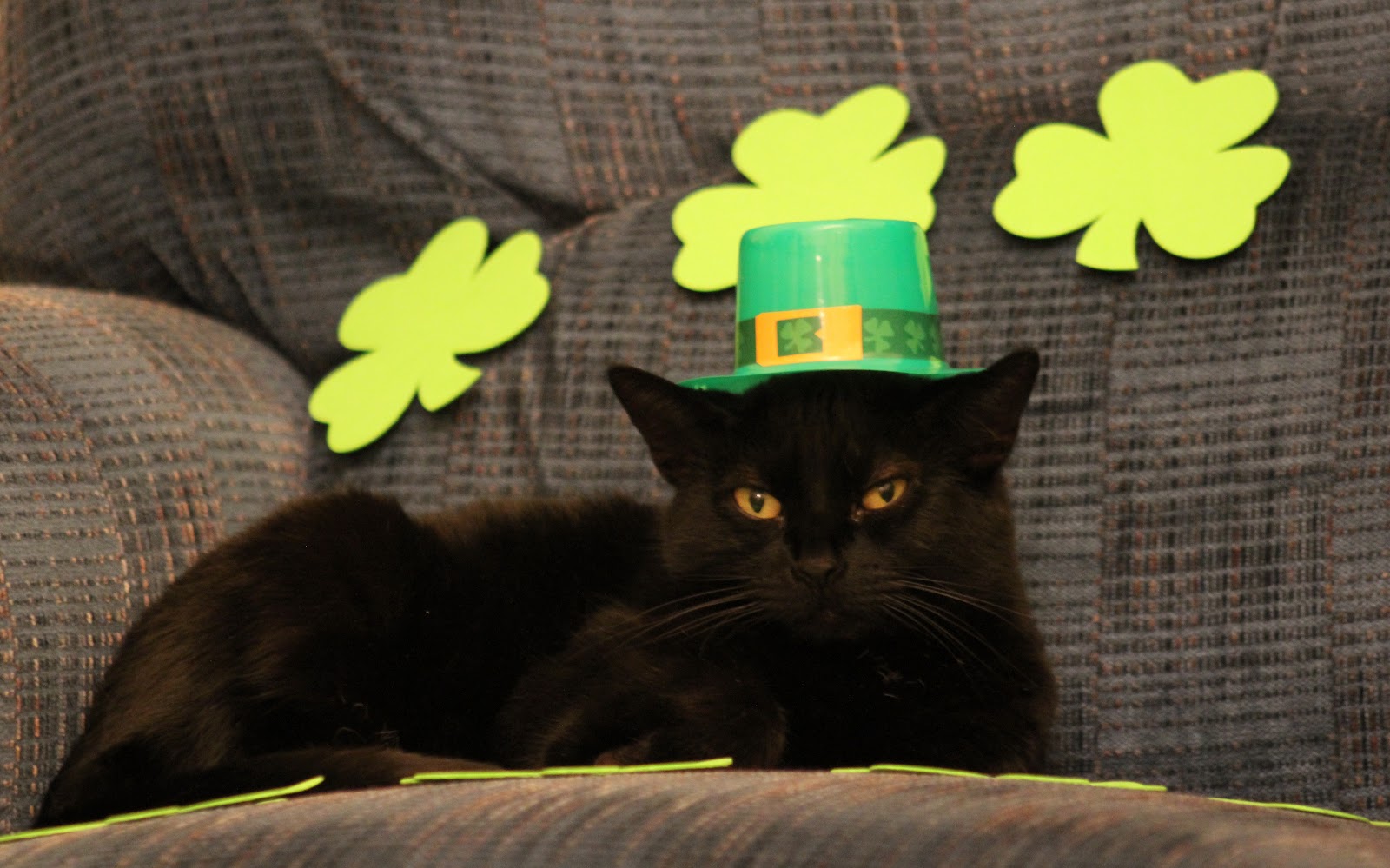 Love, Joy and Peas Funny St. Patrick's Day Cat Photos