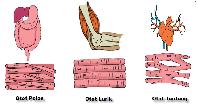 Fungsi Jaringan Otot Lurik Homecare