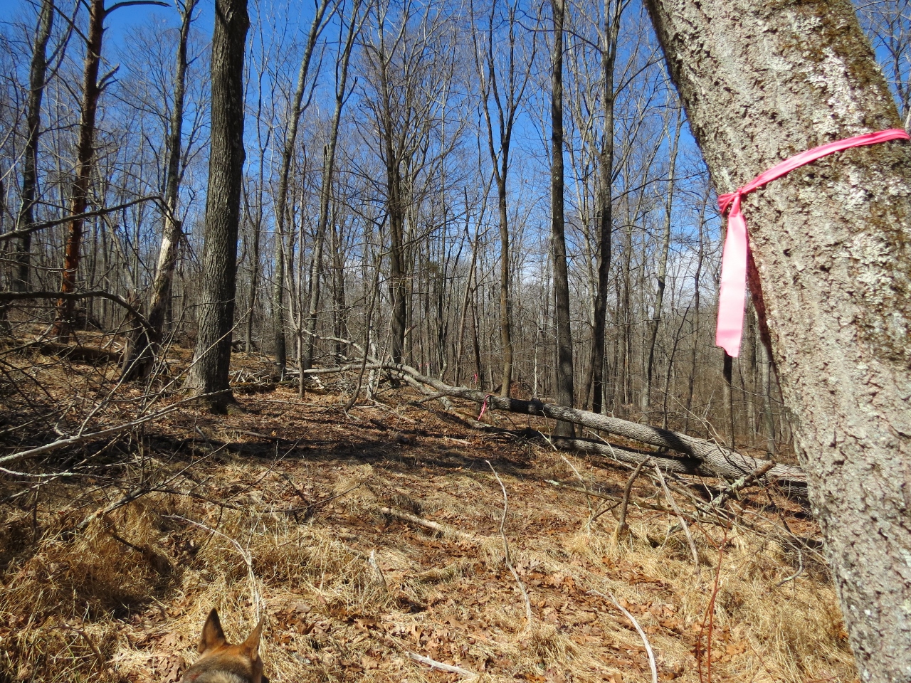 Gone Hikin' Horseshoe Bend Park, NJ North