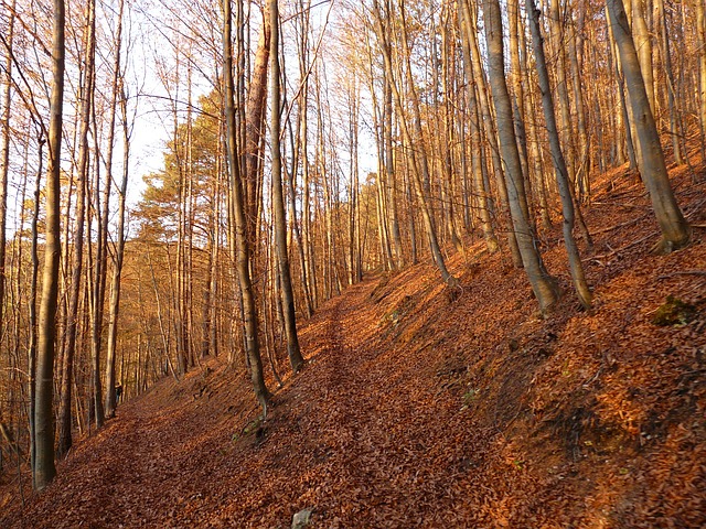 Tipe Vegetasi Iklim Sedang