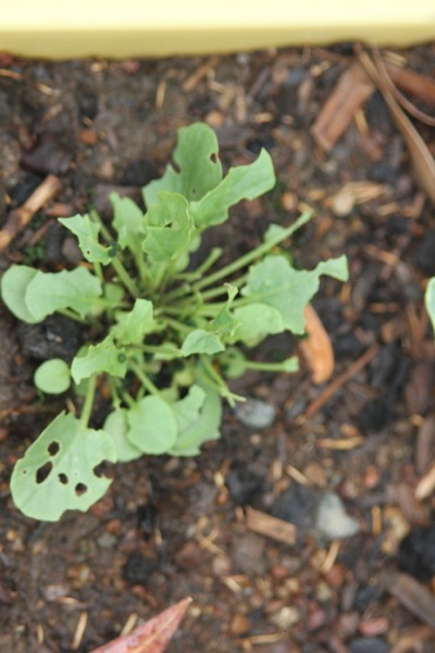 Companion Planting with Land Cress for Natural Caterpillar Control