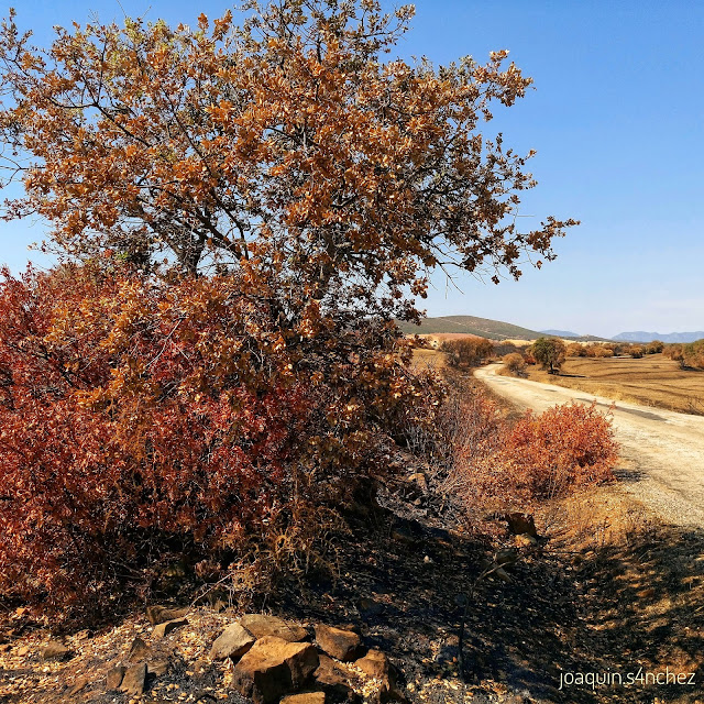 Terreno quemado, Umbría de Fresnedas