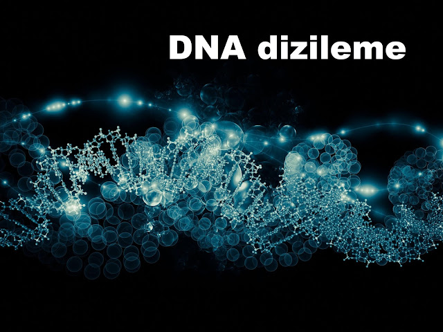 DNA dizileme