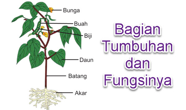 Bagian Bagian Tumbuhan Dan Fungsinya Mikirbae Com