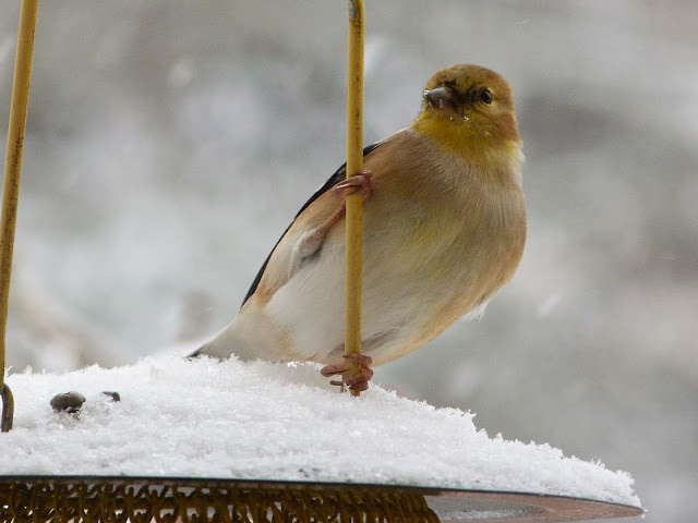 American Goldfinch