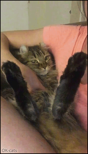 Cute Cat GIF • This affectionate cat wants to be petted again and again "Don't stop Mom, gimme your hand."