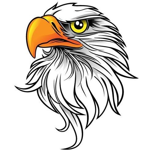 Sketsa gambar burung elang keren Sketsa gambar burung elang keren