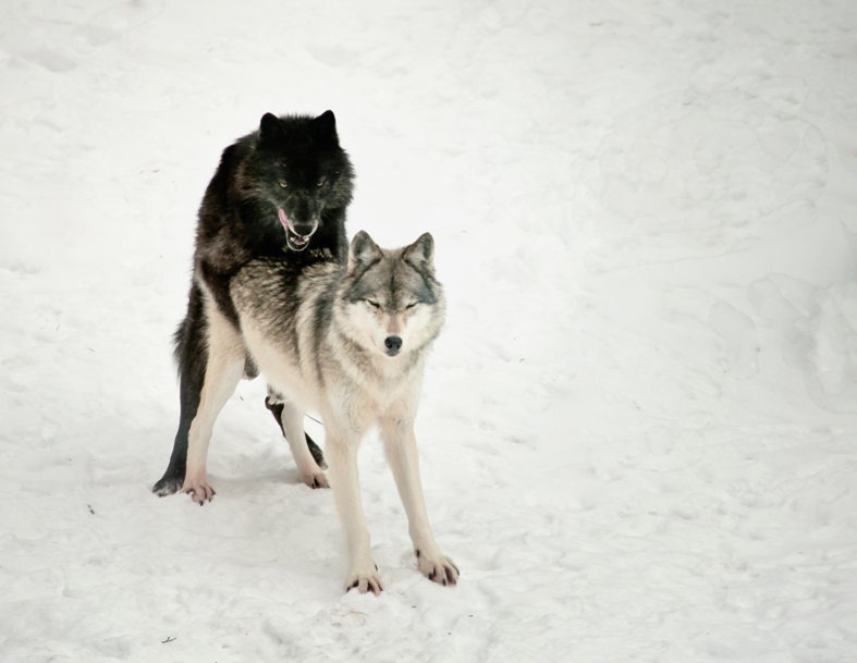 Wildlife Prints MATING WOLVES wildlife-prints-mating-wolves