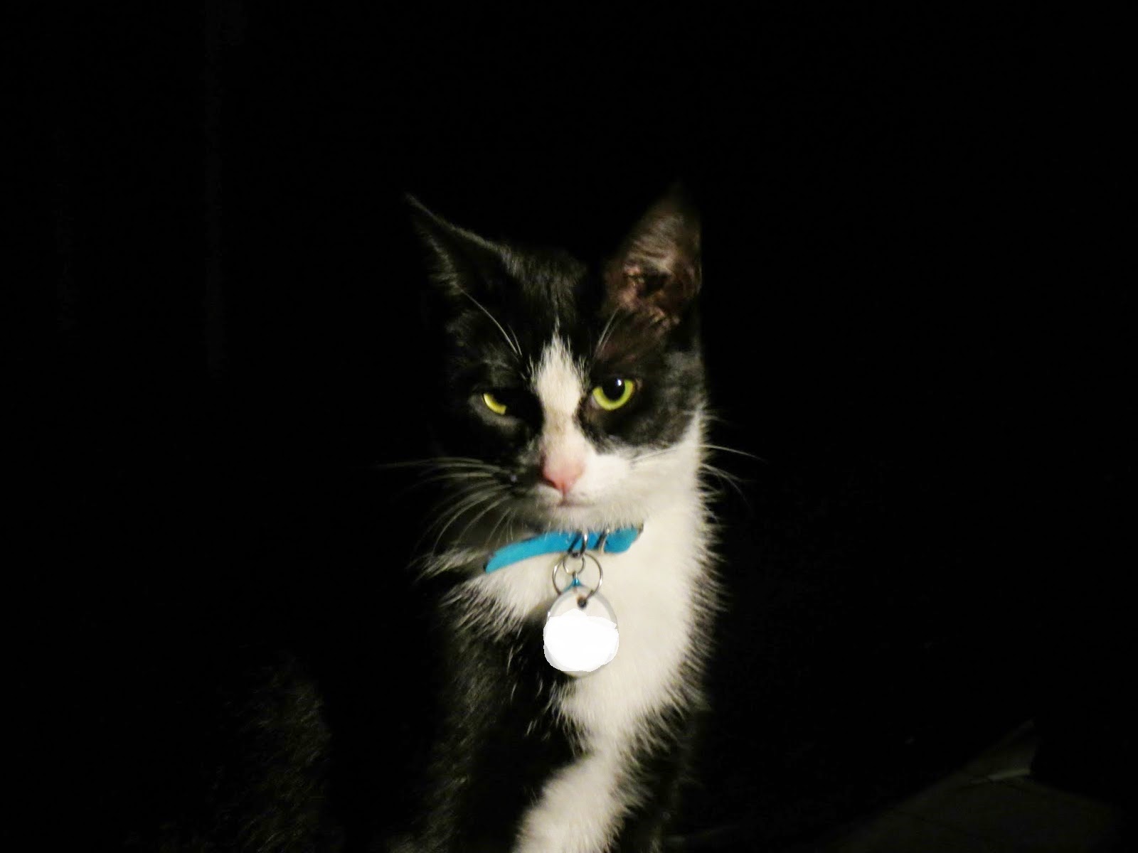 Animals In the Shadows: 2014