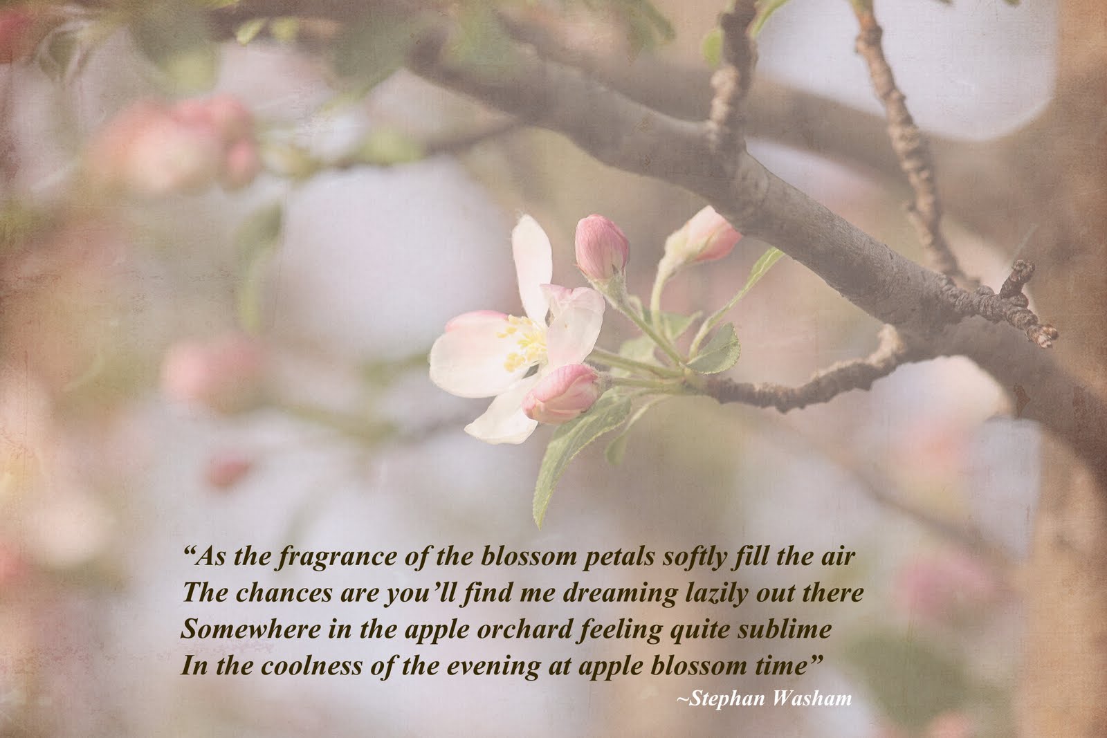 Blossom quotes. Apple Blossom перевод. Blossoming перевод.