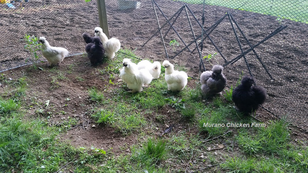 Gardening for chickens Murano Chicken Farm