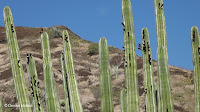 Giant cactus flower buds - Koko Crater Botanical Garden, Oahu, HI