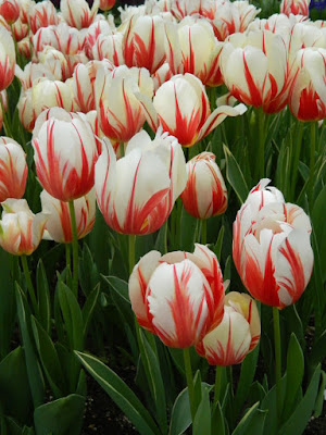 Canada 150 tulips at Centennial Park Conservatory 2017 Spring Flower Show by garden muses-not another Toronto gardening blog