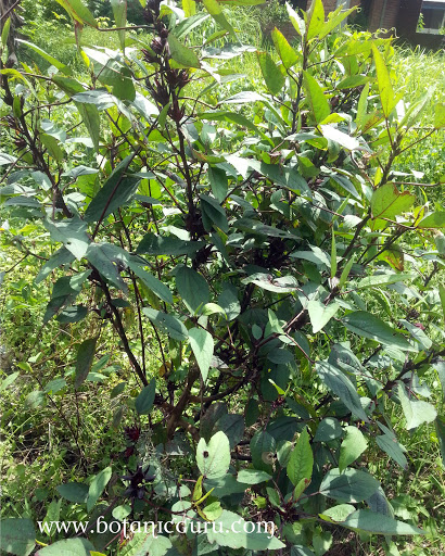 Hibiscus sabdariffa, Roselle shrub