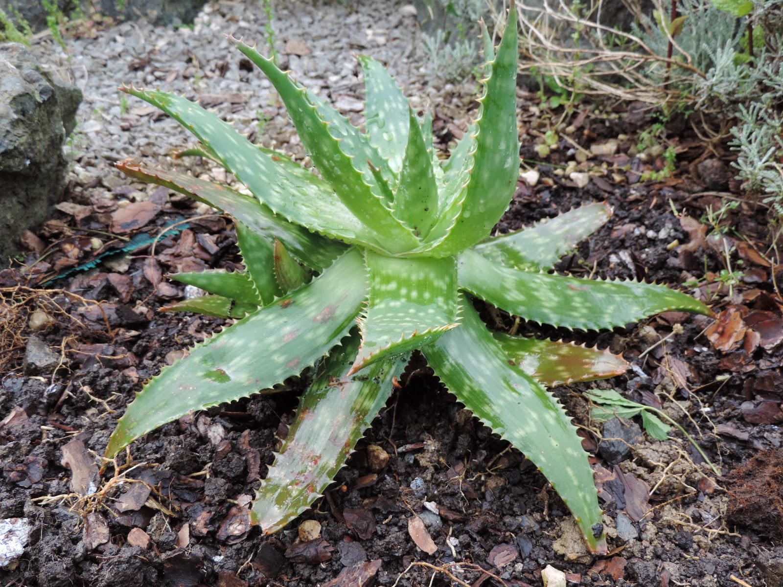 Барбаденсис миллер. Алоэ барбаденсис Миллер. Барбадосское (Aloe barbadensis).