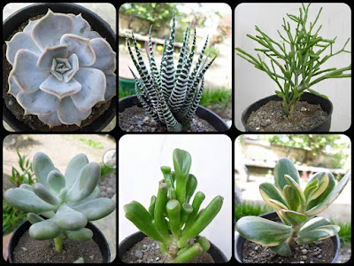 Indoor plants that are easy to care for, suitable for apartments Indoor plants that are easy to care for, suitable for apartments