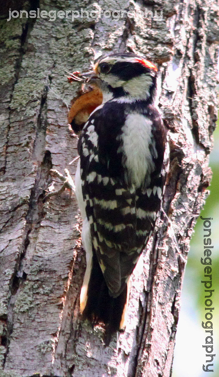 Northern Illinois Birder: Downy Woodpecker feeding its brood, Sugar