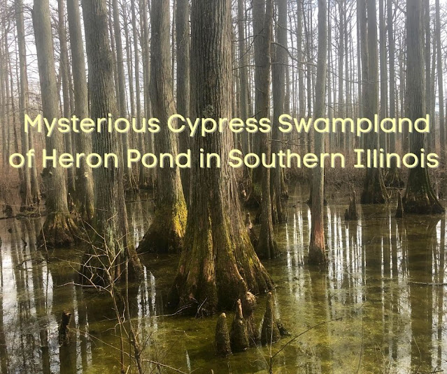 Mysterious Nature Intrigues at Heron Pond Inside Cache River State Natural Area in Southern Illinois