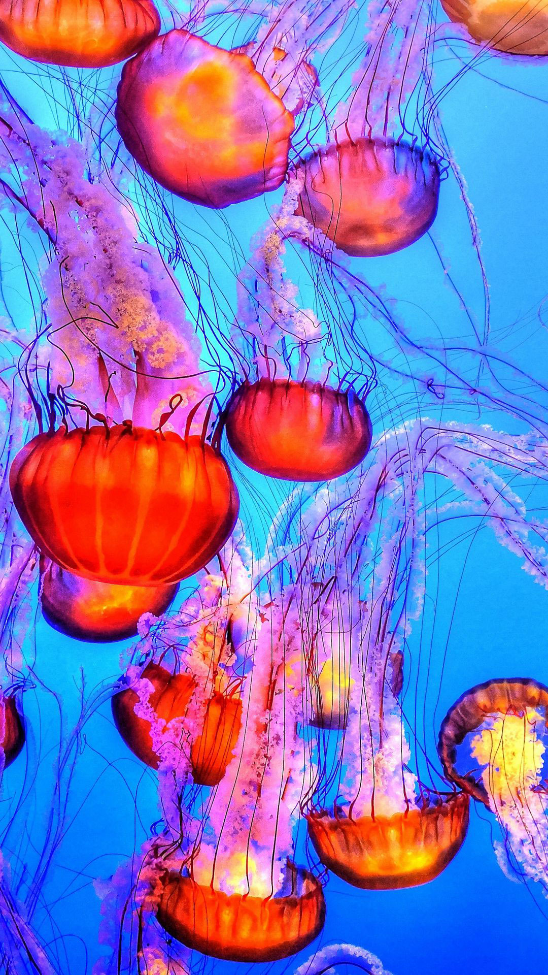 Wallpaper Sea Jellies, Jellyfish, Underwater, Life