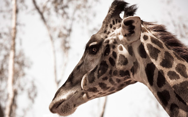 Photo with the side view of a giraffes head