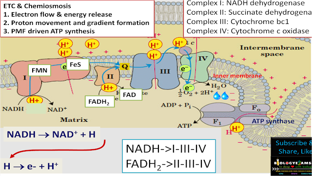 Electron transport chain (ETC) by chemiosmosis.