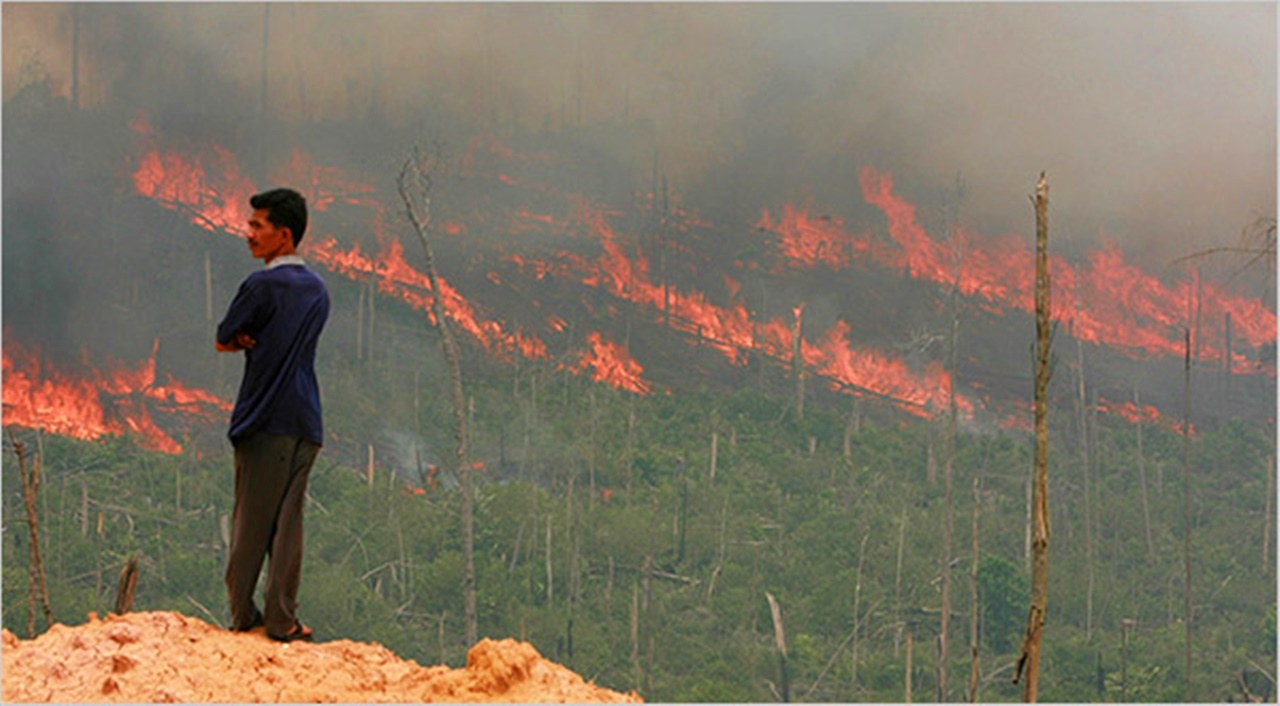Пожар на острове калимантан