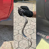 Vídeo: mulher se desespera ao encontrar cobra dentro de veículo 