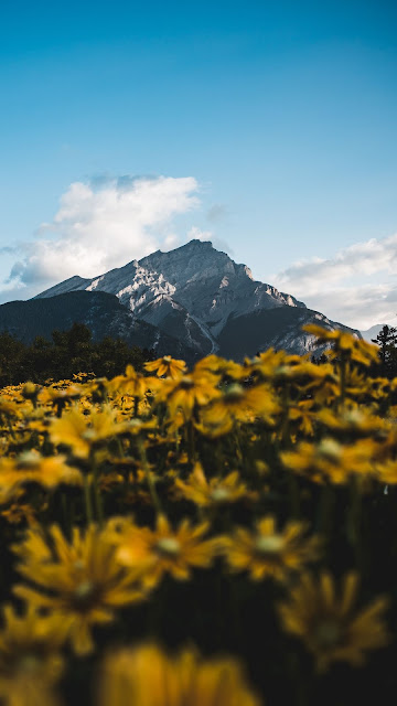 Yellow Flowers, Trees, Mountain Peak, Landscape