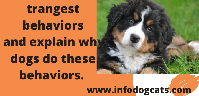 trangest behaviors and explain why dogs do these behaviors.